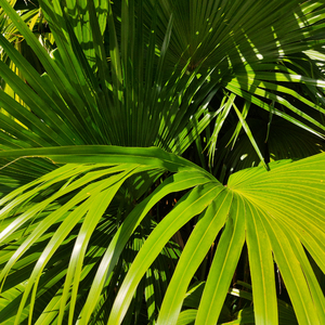 奥大利亚亚性高潮

